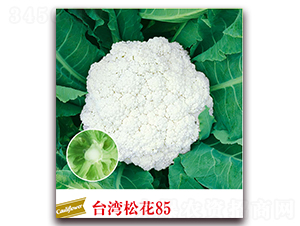 ̨���ɻ�85-��Ҭ������-����