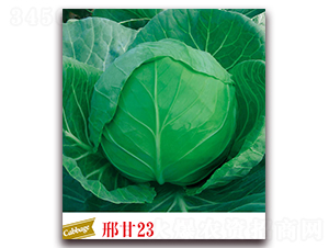 �ϸ�23-��������-����