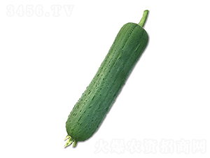 ��ޥ��˿��-˿������-˳��