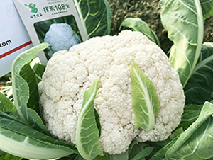 ���108���๣�ɻ�-��Ҭ������-˳��