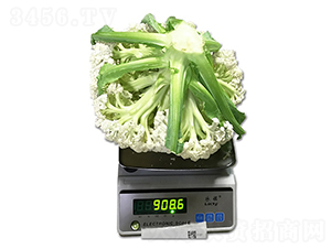 ���55���๣�ɻ�-��Ҭ������-˳��
