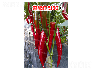 �˶��콣30-��������-�˶���ʢ