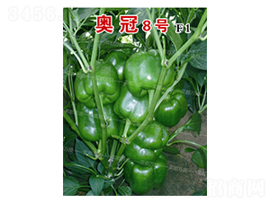 �¹�8��-��������-�˶���ʢ