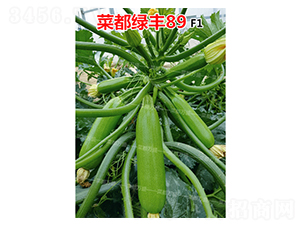 �˶��̷�89-����«����-�˶���ʢ