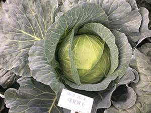 �Ĳ�ʿ-��������-��Բ��ҵ
