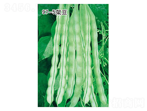 97-5�ܶ�-��������-������