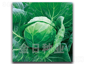 Ũ��55-��������-������ҵ