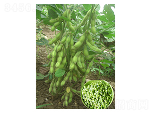 ���Ŵ���50-ë������-�ں�ũҵ