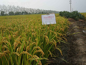 ��Ŵ9714-Ŵ������-�ں�ũҵ