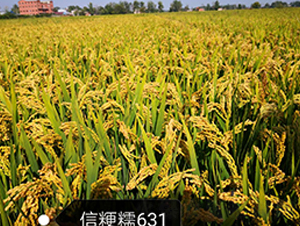�ž�Ŵ631-Ŵ������-�ں�ũҵ