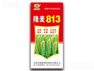 ¡��813-С������-ԥ����ҵ