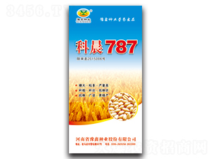 �Ƴ�787-С������-ԥ����ҵ