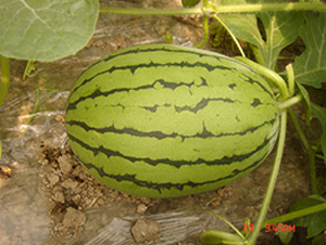 �μ���-��������-�����ϲ�