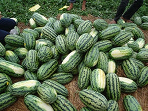 �μ���-��������-�����ϲ�