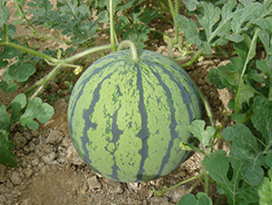 ����-��������-�����ϲ�