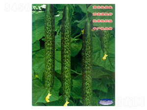 �п�968-�ƹ�����-������