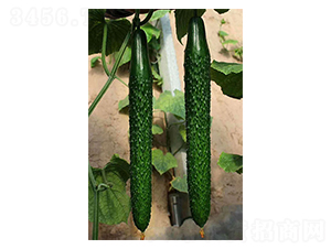 �п�958-�ƹ�����-������
