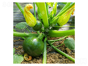 ����1668-����«����-������