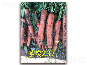 ʥũ���ܲ�237-���ܲ�����-ʥũ�߿�
