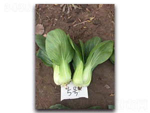 ��Խ5��-�๣������-��������