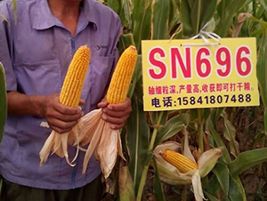 SN696-��������-��ũ���