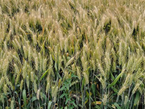 ũ��156-С������-��ũ���