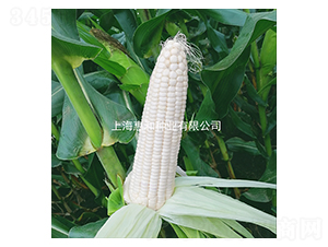 ����Ŵһ��-Ŵ��������-�ݺ���ҵ