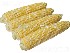 ˫ɫ֮��-��������-�ݺ���ҵ