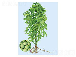 �ඹ�ĺ�-�ඹ����-�����ҵ