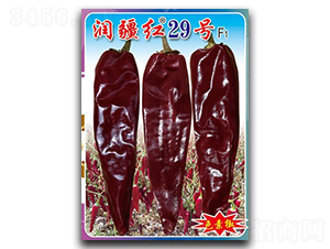 �󽮺�29��-��������-������ҵ