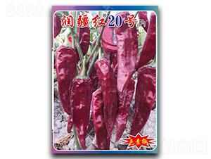�󽮺�20��-��������-������ҵ