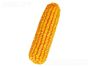 ũ��116-��������-ԣ����ҵ