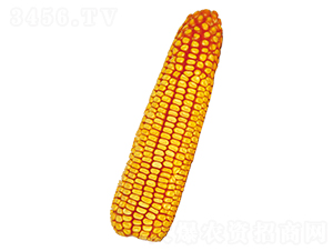 ԣ��512-��������-ԣ����ҵ