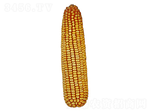 ���506-��������-ԣ����ҵ