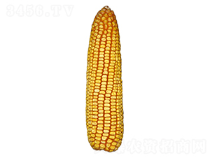 ���613-��������-ԣ����ҵ