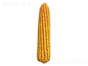 ���811-��������-ԣ����ҵ