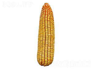 ���615-��������-ԣ����ҵ