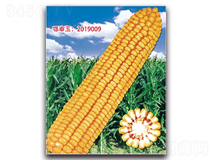�Ǻ�679-��������-��ͷ��