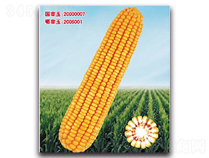 �Ǻ�9��-��������-��ͷ��