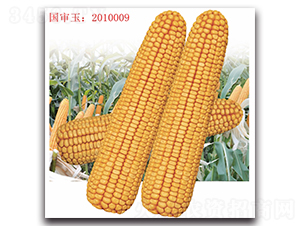 �Ǻ�605-��������-��ͷ��