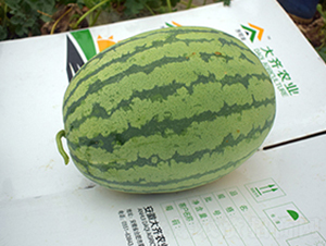 ˫��218-��������-����ũҵ