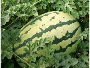 ����ɳĮ001-��������-����ũҵ