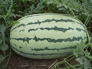 ����168-��������-����ũҵ