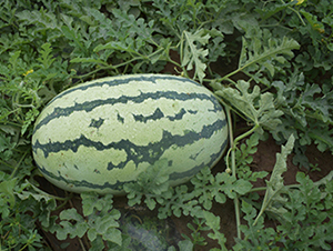 ����188-��������-����ũҵ
