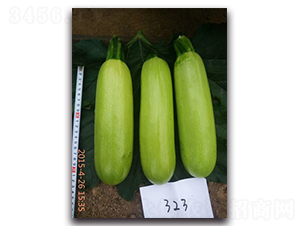 ����323-����«����-��������