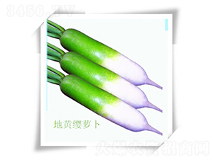 �ػ�ӧ�ܲ�-�ܲ�����-��ʥ��
