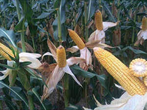 �¿�891-��������-��ʥ��
