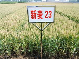 ����23-С������-��ʥ��