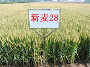 ����28-С������-��ʥ��
