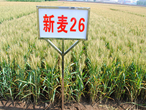 ����26-С������-��ʥ��